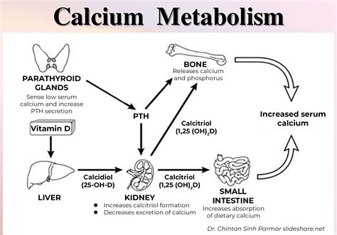 Calcium And Vitamin D Metabolism And Associated Disorders Mspca Angell