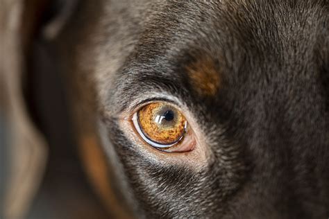 Eye Ulcers In Dogs Is Less More Vet Help Direct