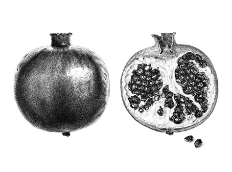 Pomegranate Drawing At Paintingvalley Com Explore Collection Of