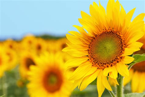 41 Sunny Pictures Of Sunflower
