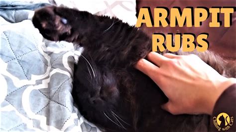 Cat Loves Armpit And Tummy Rubs Youtube