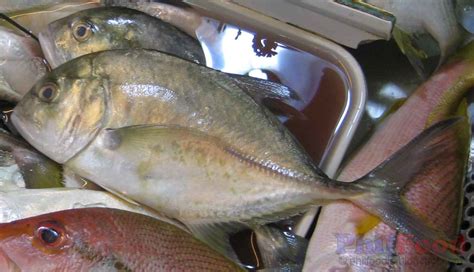 Philippine Fish Species List Of Common Fish In The Philippines