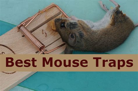 What is the best mouse trap on the market today? 16 Best mouse traps that works for home, kitchen and garage