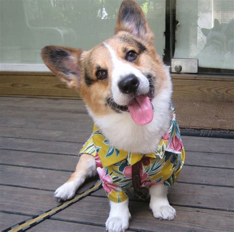 Handmade Bespoke Corgi Dog Clothes By Corgikuriandfriends On Etsy
