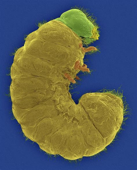 Drug Store Beetle Larva Photograph By Dennis Kunkel Microscopyscience