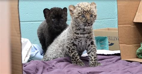 Endangered But Cute Baby Amur Leopards Play Around And Steals Hearts