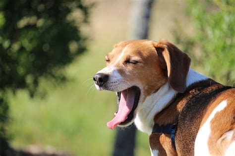 Make sure that with the diet, you avoid other types of food, even treats, and flavored medications. Best Dog Food for Beagles in 2020: Unbiased Reviews- Pup ...