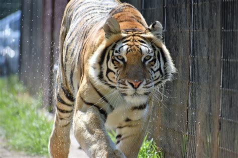9 Types Of Tigers 6 Endangered 3 Extinct