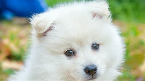Cute White Puppy Hd Animals Wallpapers Hd Wallpapers