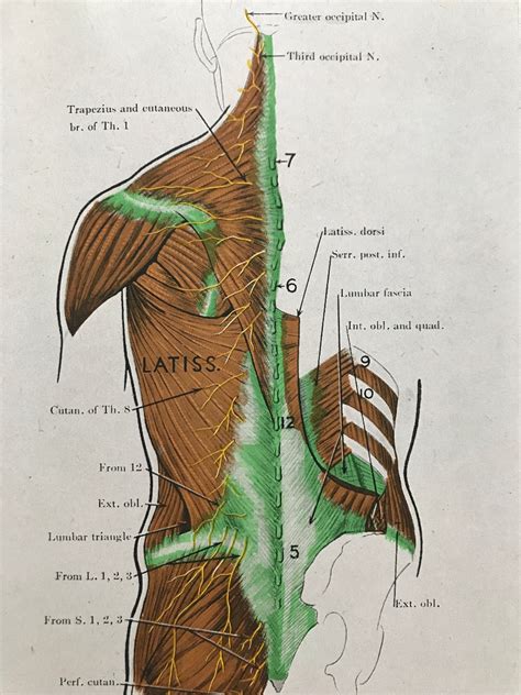 Superficial Muscles And Nerves Of The Back Original Etsy