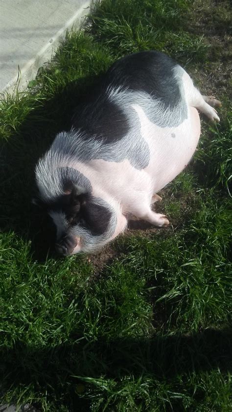 Mona My Pet Pig Music Indieartist Chicago Pet Pigs Animal Rescue