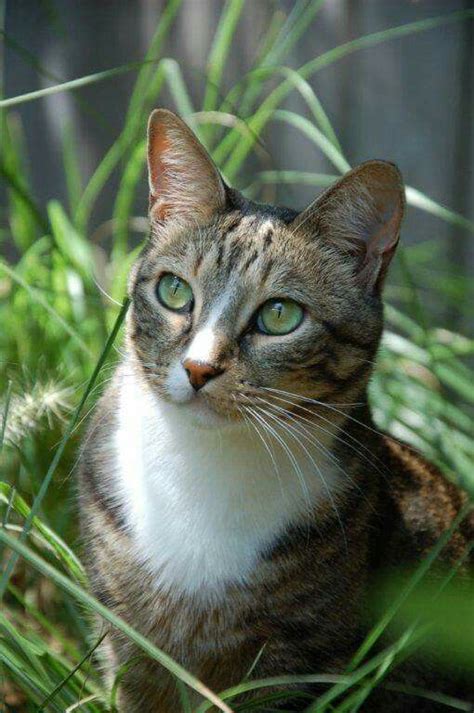 Beautiful Picture Of Joey The Garden Cat Cats Cats And Kittens Animals