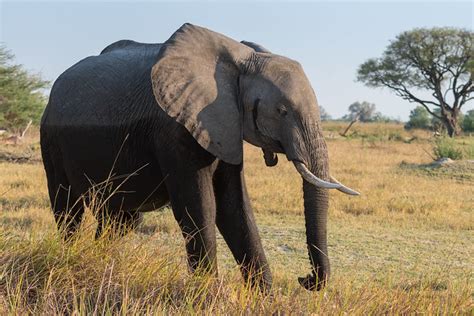 Afrikanischer Elefant African Bush Elephant A Photo On Flickriver