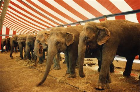 Sunday's show included horses, lions, tigers, dogs, pigs and other animals. 5 Cruel Methods Used to Train Animals That Will Make You ...
