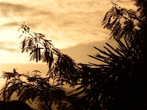 Tropical Trees Silhouette At Sunset Free Stock Photo
