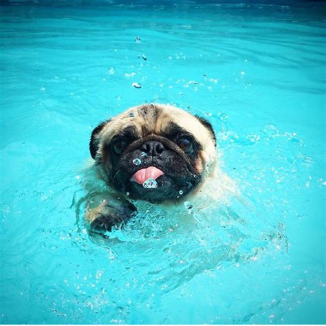 Psbattle This Swimming Pug Pugs Pug Love Animals