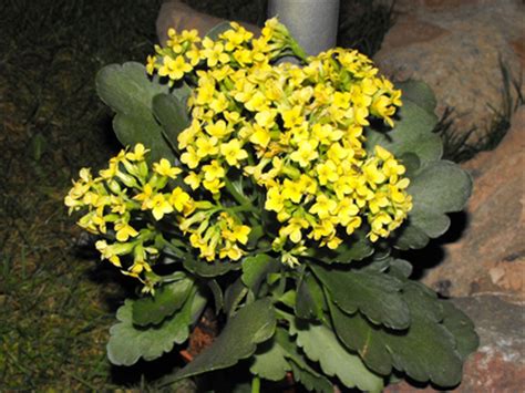 The various species make excellent pot subjects and have been cultivated in europe for over frithia is a genus of succulent plant in family aizoaceae, indigenous to several small rocky areas in the vicinity of gauteng province, south africa. NEW 804 SUCCULENT PLANT WITH SMALL YELLOW FLOWERS ...