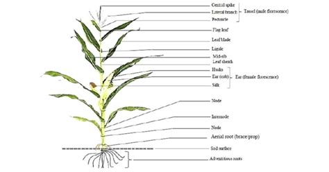 A Diagram Showing Typical Morphology Of A Mature Maize Plant With