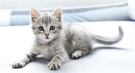If you don't see your perfect littermate name below, check out the ultimate cat name list that allows you to choose your cats name by personality type, breed ore even hair color! Kitten Names - Cute And Unique Ideas For Naming Your Girl ...