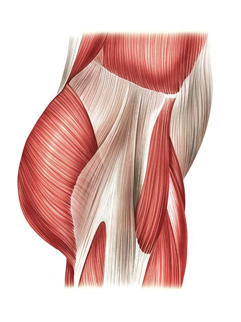 Buttock Muscles Photograph By Asklepios Medical Atlas Pixels