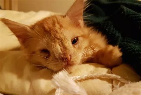 Ginger Kitten Dubbed Too Ugly For Adoption Taken In By Charity Because No One Else Wanted Him