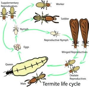 At all seasons pest control our goal is to educate and inform our customers with the most effective solutions for their pest management needs. The Life Cycle of Termites and Why Spring Is the Season to ...