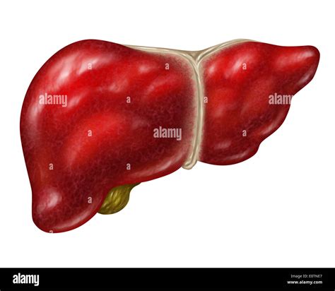 Human Liver Body Part Isolated On A White Background With The Gall