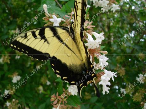 Yellow And Black Tiger Swallowtail Butterfly Lindseychapman Photography