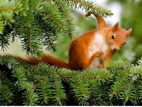 Squirrel Wallpapers Pets Cute And Docile