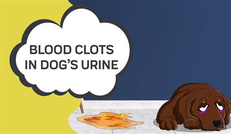 Blood In Dog Urine What Does It Mean Causes And Treatment