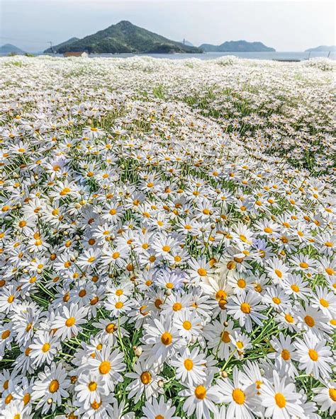 A Field Of Daisies Rflowers