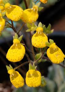 Calceolaria Corymbosa Buy Online At Annies Annuals