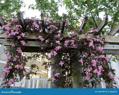 Pink Clematis Flower Climbing Vine On Wooden Pergola Stock Image