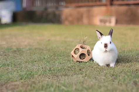 7 Ways To Play With Your Bunny