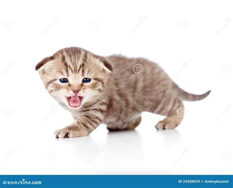 Scottish Fold Meowing Kitten On White Stock Image Image Of Adorable