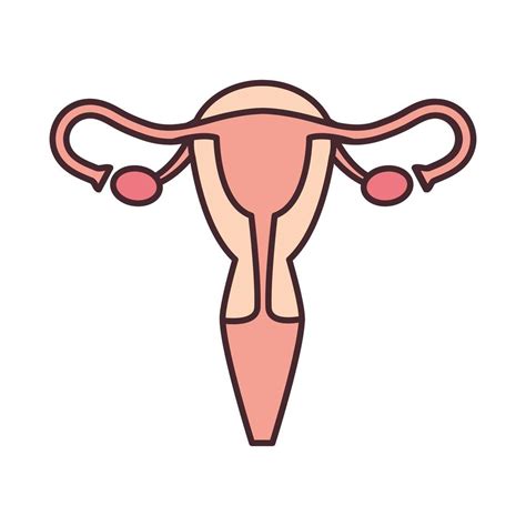 Female Reproductive System 2495597 Vector Art At Vecteezy