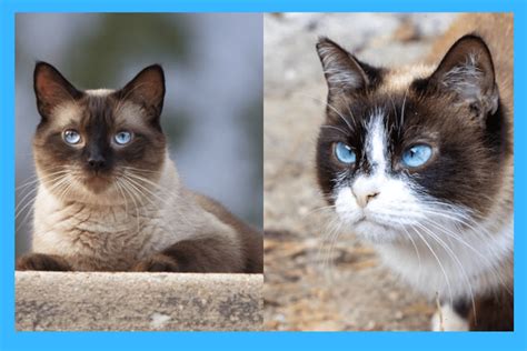 the difference between male and female siamese cats an in depth comparison