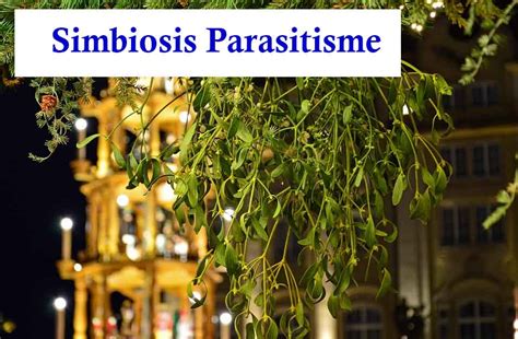 Alif lahir di pinggir danau maninjau dan tidak. Pengertian Simbiosis Parasitisme, Ciri, Jenis, dan Contohnya | Guru Sains