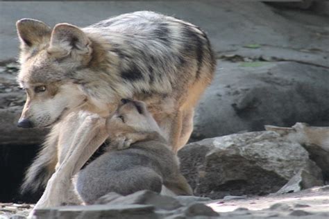 Nace Nueva Camada De Lobo Mexicano En El Zoológico De Chapultepec