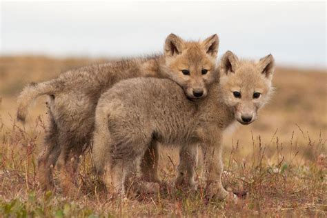 Arctic Wolf Pups Arctic Wolf Wolf Pup Baby Wolves