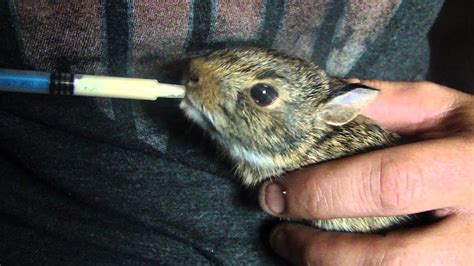 What To Feed A Wild Baby Cottontail Rabbit - Baby Viewer