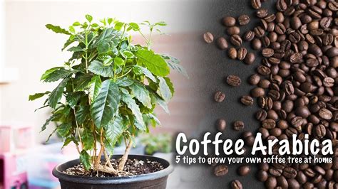 How To Grow Coffee Tree 5 Tips To Grow Coffee Tree At Home Coffee