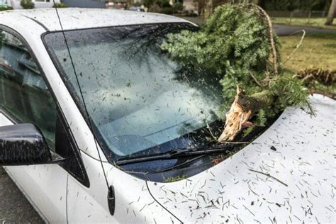 Who Pays When A Tree Limb Falls On A Car Tom Needham Insurance Agency