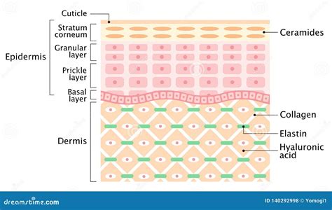 Layers Of The Human Skin Skin Care And Health Concept Stock Vector