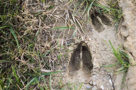 30 Animal Footprints In Mud Naehlifee