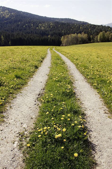 Path Through Meadow With Dandelions Bild Kaufen 70159678 Lookphotos