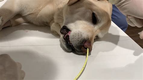 Automatic dog feeders dispense your dog's food automatically, either by electronic programming or by gravity. How to place a nasogastric feeding tube in a dog! - YouTube