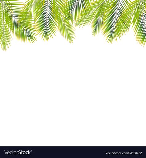 Border Palms Branches On Isolated On White Vector Image