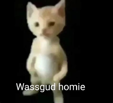 Gangster Cat Meme Captions Profile