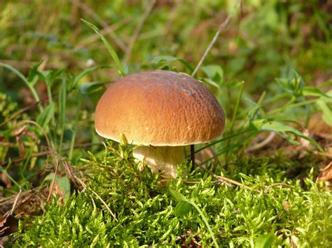 Free Images Nature Forest Grass Green Autumn Soil Fauna Fungus